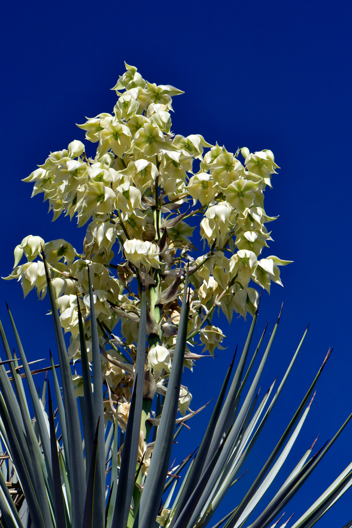 Blue Yucca has beautiful large white flowers on a 3-foot (1 m) flowering stalk (inflorescence). The large dramatic trees may grow as high as 12 feet (2 m) or more. Yucca rigida 